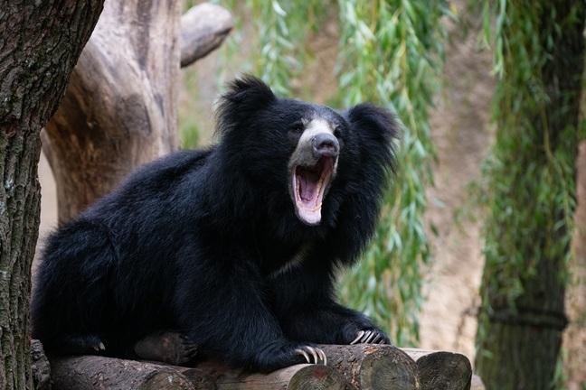 Lippenbär Ein Lippenbär sitzt auf einem Gerüst aus Baumstämmen und hat das Maul geöffnet.