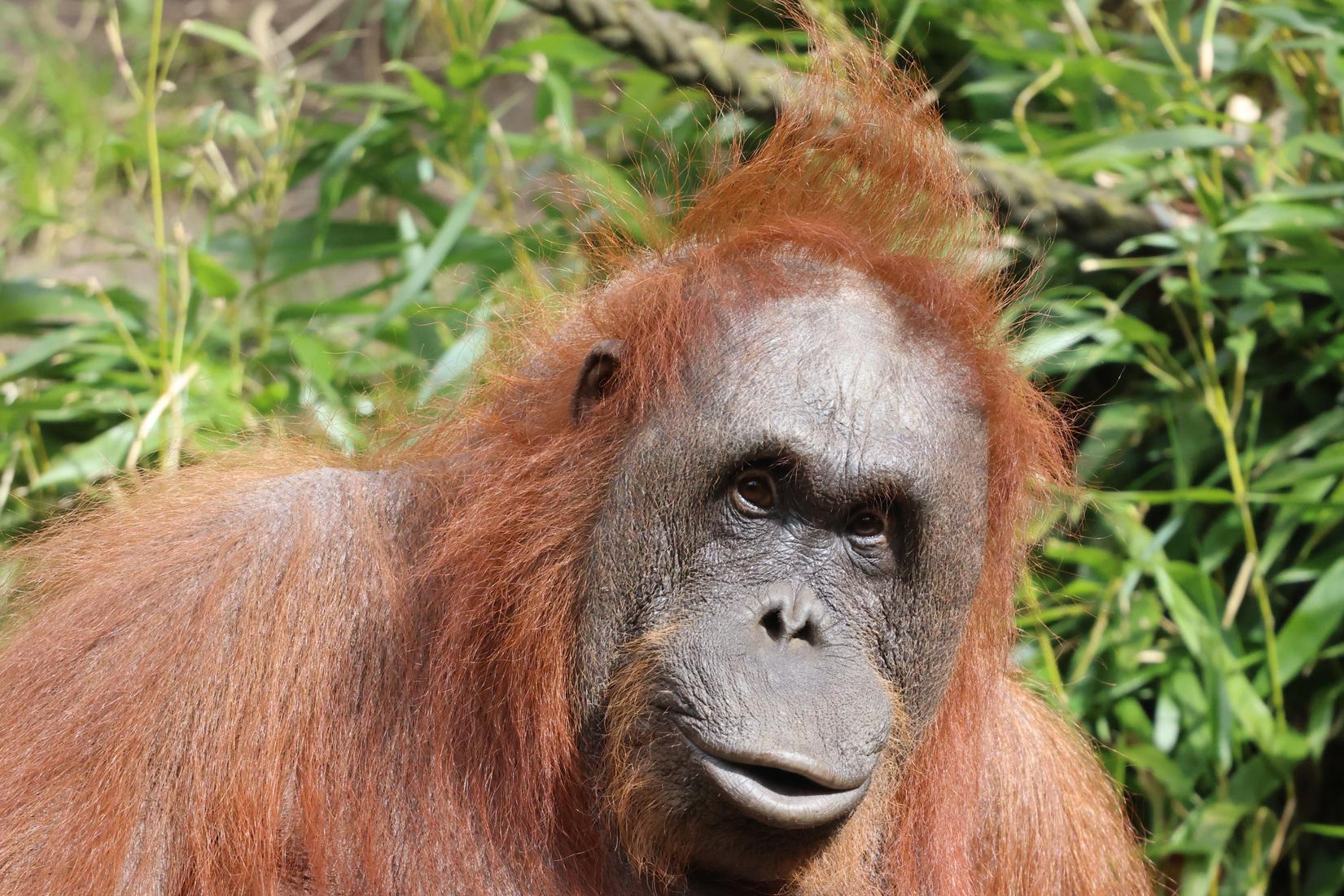 Orang-Utan-Weibchen Temmy im Allwetterzoo M&uuml;nster.