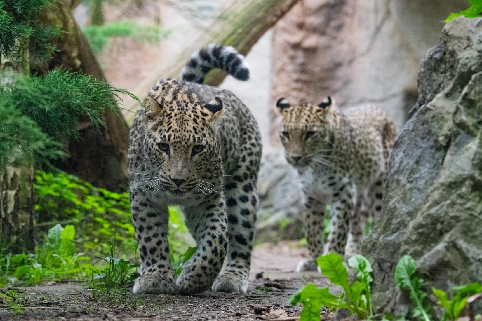 Nahla und Shirin Ein erwachsenes Leoparden-Weibchen läuft mit dem Nachwuchs über die Anlage im Allwetterzoo.