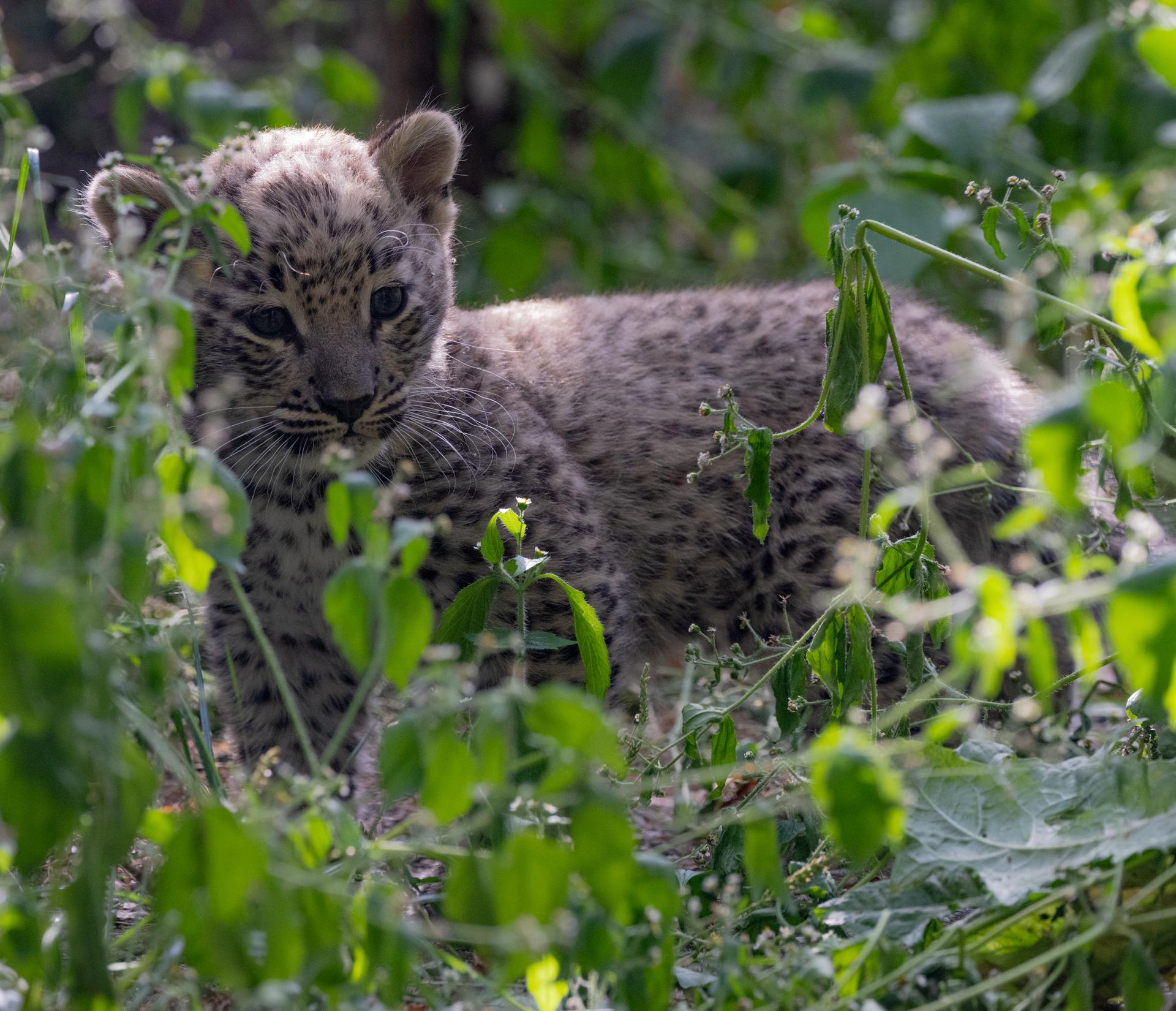 Nachwuchs bei den Persischen Leoparden im Allwetterzoo Münster.