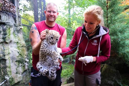 Das Leoparden-Jungtier im Allwetterzoo Münster während seiner ersten tierärztlichen Untersuchung. Das Leoparden-Jungtier im Allwetterzoo wird für eine Untersuchung von einem Tierpfleger festgehalten.