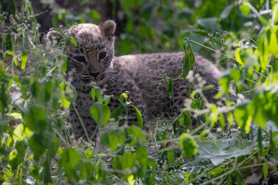 Nachwuchs bei den Persischen Leoparden im Allwetterzoo Münster.