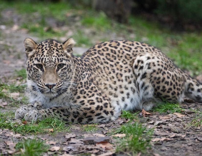 Leopard liegt zentriert im Bild und schaut in Richtung Kamera