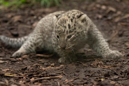 Das Leoparden-Jungtier im Allwetterzoo ist vor wenigen Wochen zur Welt gekommen.