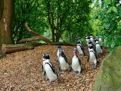 Pinguinmarsch im Allwetterzoo Pinguine laufen über den Besucherweg