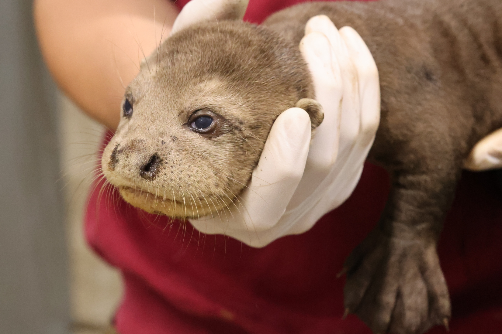 Ein Riesenotter-Jungtier im Allwetterzoo wird untersucht.