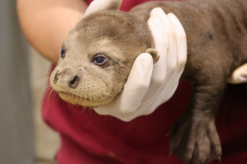 Ein Riesenotter-Jungtier im Allwetterzoo wird untersucht.