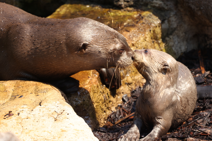 Eines der Riesenotter-Jungtiere mit einem Elterntier auf der Anlage im Allwetterzoo.