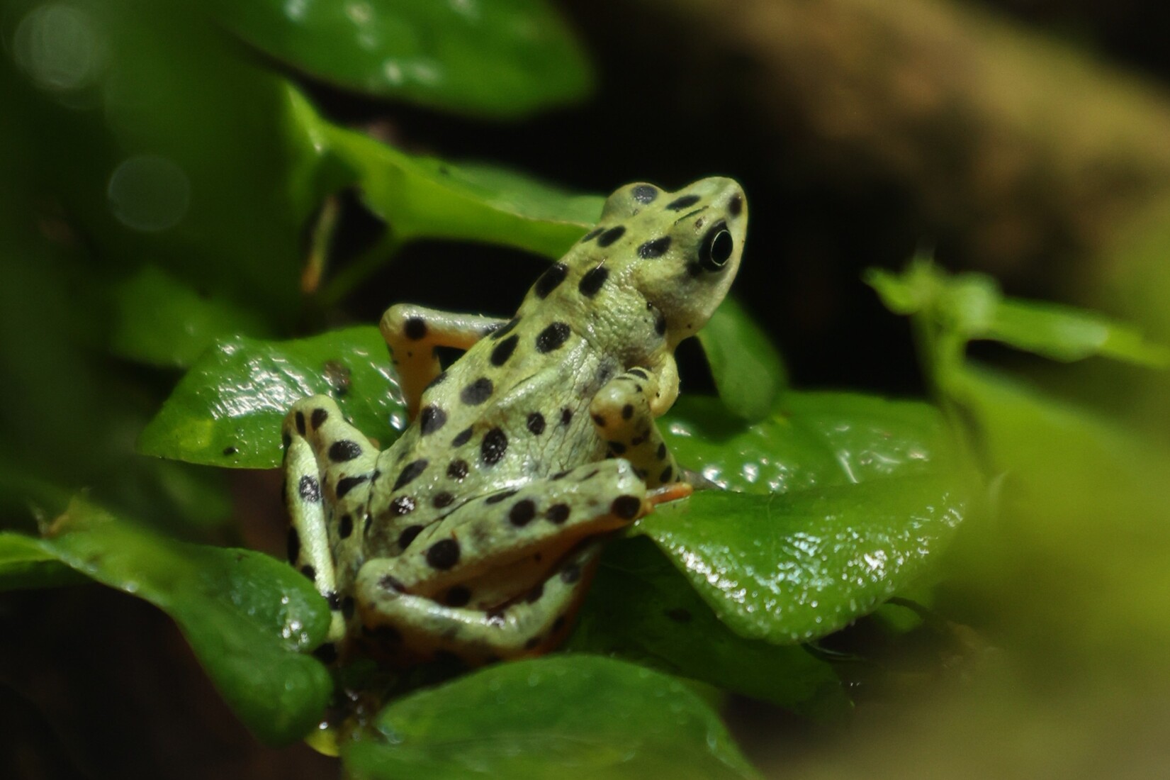 neue Tierart : Rio-Pescado Harlekinkr&ouml;te nach rechts gerichtet sitzend zwischen gr&uuml;nen Bl&auml;ttern vom Aussterben bedroht BAckup Population Artenschutz