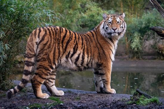 Die Sibirische Tigerkatze Anya ist im Allwetterzoo geboren und in den Tierpark Amersfoort umgezogen.