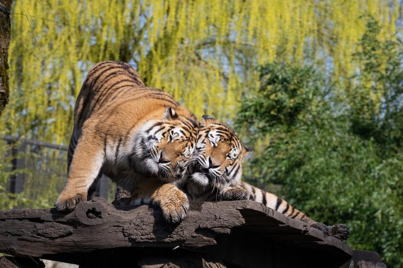 Die jungen Tiger Hubertus und Friedrich kuscheln sich im Allwetterzoo aneinander.