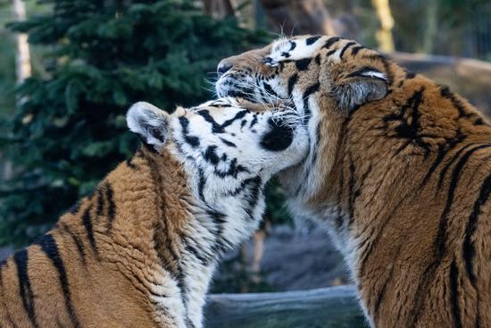 Die Tiger Raya und Fedor sind wieder vereint.