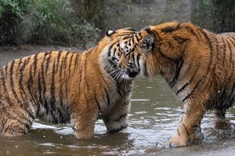 2 Tiger stehen im Wasser
