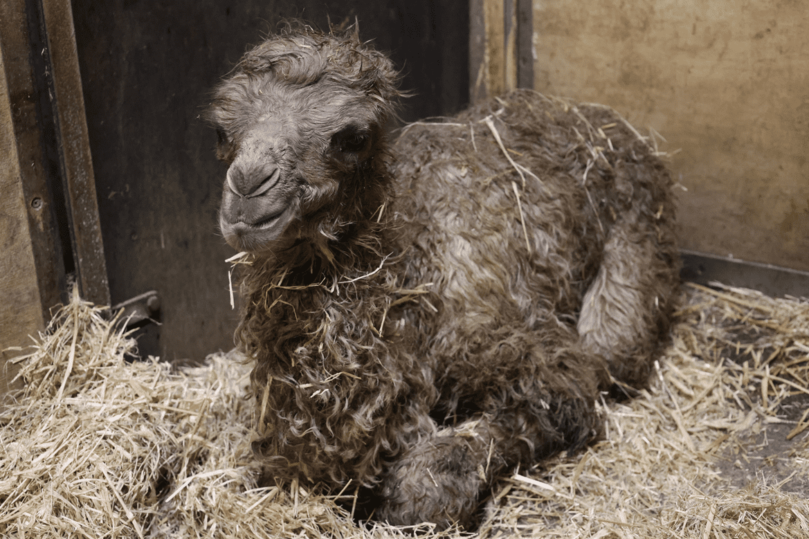 Ein kleines Trampeltier-Weibchen liegt kurz nach der Geburt im Stroh der Stallungen im Allwetterzoo.