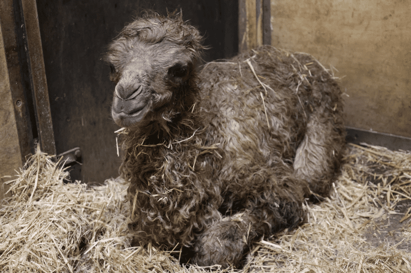 Ein kleines Trampeltier-Weibchen liegt kurz nach der Geburt im Stroh der Stallungen im Allwetterzoo.