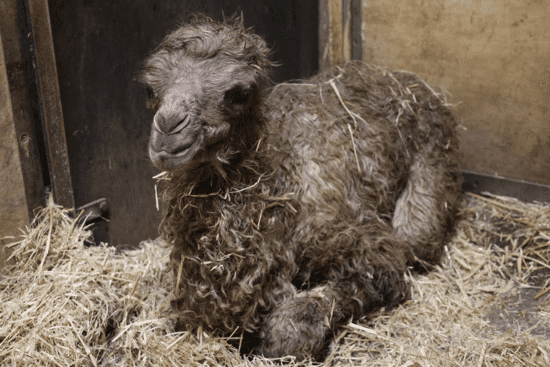 Ein kleines Trampeltier-Weibchen liegt kurz nach der Geburt im Stroh der Stallungen im Allwetterzoo.
