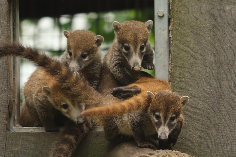 Im Allwetterzoo sind im April insgesamt zehn Wei&szlig;r&uuml;ssel-Nasenb&auml;ren zur Welt gekommen.