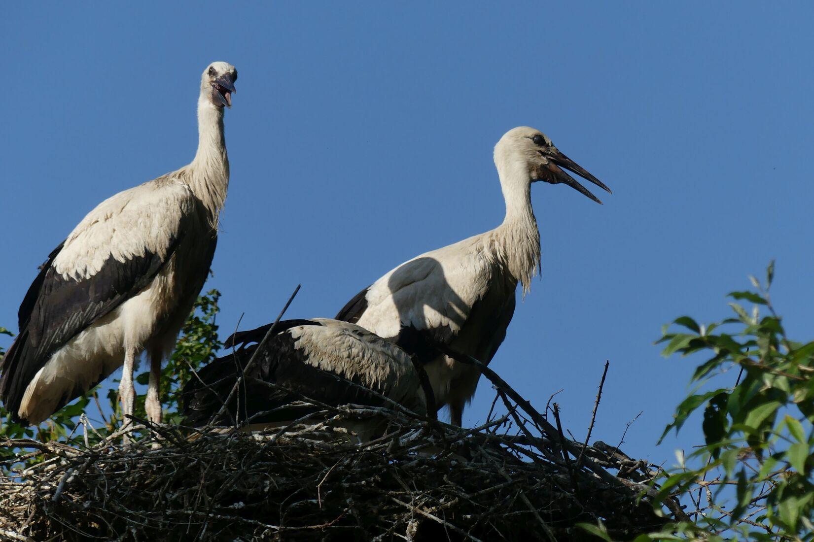 Auf dem Gelände des Allwetterzoos leben wildlebende Weißstörche. Auf dem Gelände des Allwetterzoos leben wildlebende Weißstörche.