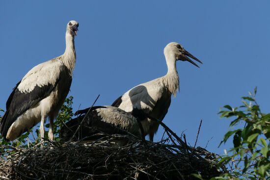 Auf dem Gel&auml;nde des Allwetterzoos leben wildlebende Wei&szlig;st&ouml;rche.