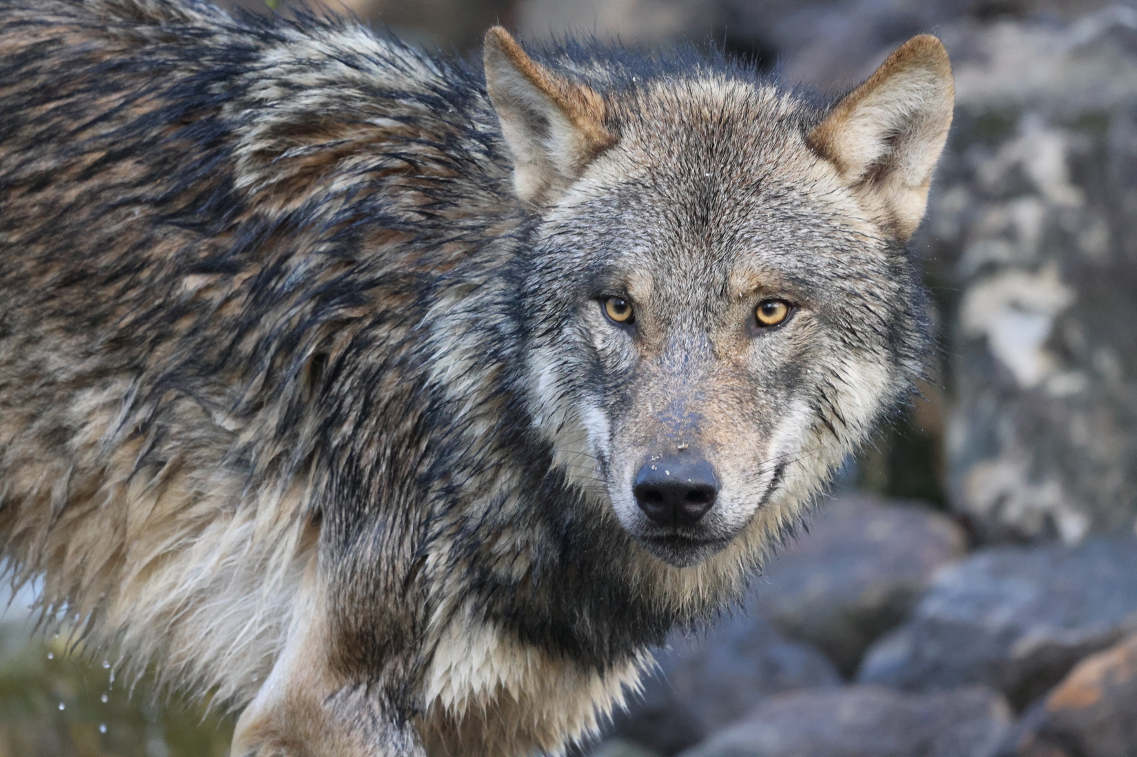 Drei Europ&auml;ische W&ouml;lfe sind auf die Anlage im Allwetterzoo gezogen.