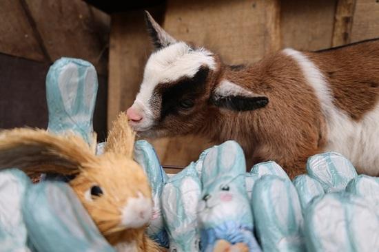 Schokohasen Eine Ziege riecht interessiert an einem Korb voller Schokohasen