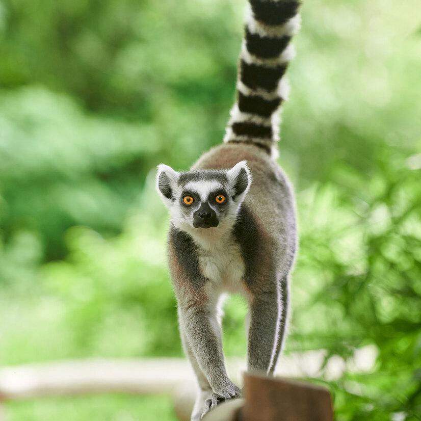 Ein Vari balanciert auf die Kamera zu
