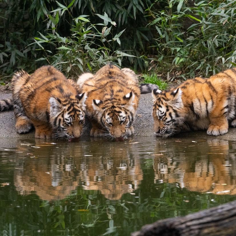 Drei junge Tiger trinken aus einer Wasserstelle im Gehege im Allwetterzoo