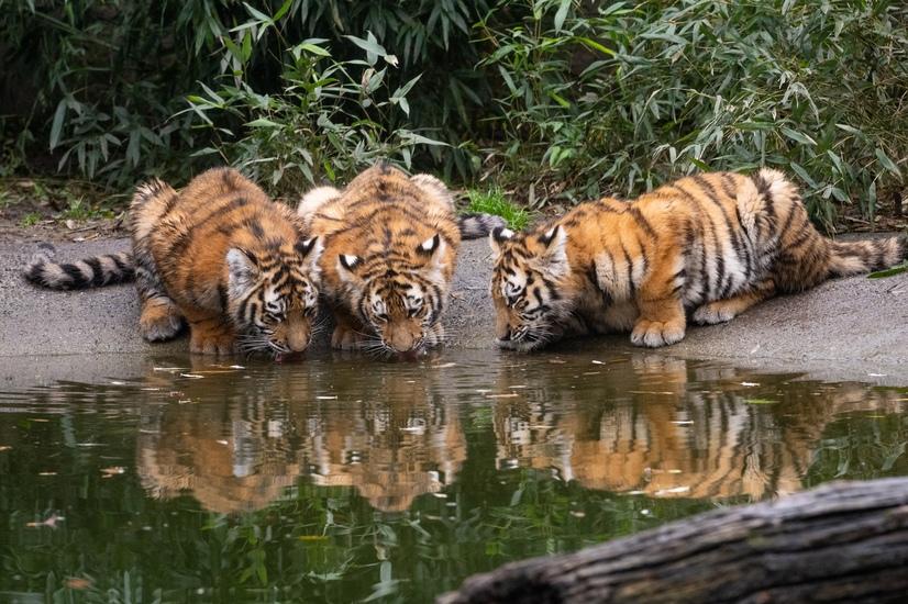 Drei junge Tiger trinken aus einer Wasserstelle im Gehege im Allwetterzoo