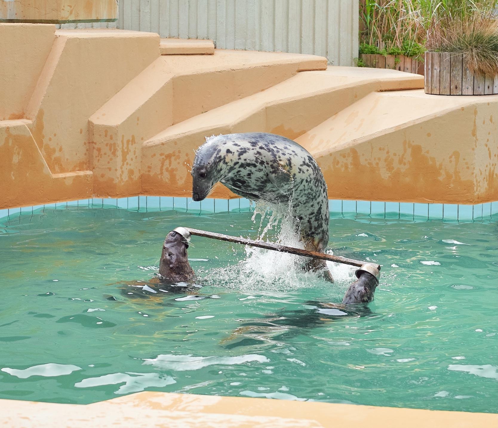 Zwei Kegelrobben, die einen Stab hochalten, w&auml;hrend eine dritte Kegelrobbe dar&uuml;ber springen