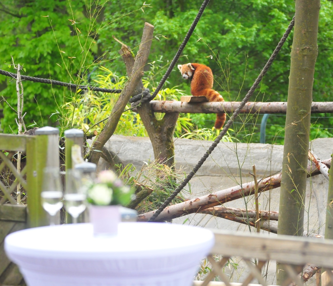 Im Vordergrund des Bildes ein gedeckter Stehtisch f&uuml;r ein Event im Allwetterzoo. Im Hintergrund sitzt ein kleiner roter Panda auf einem Ast
