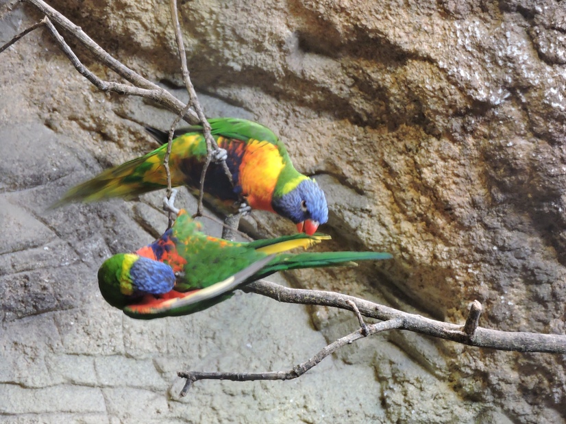Zwei bunte Papageien spielen auf einem Ast