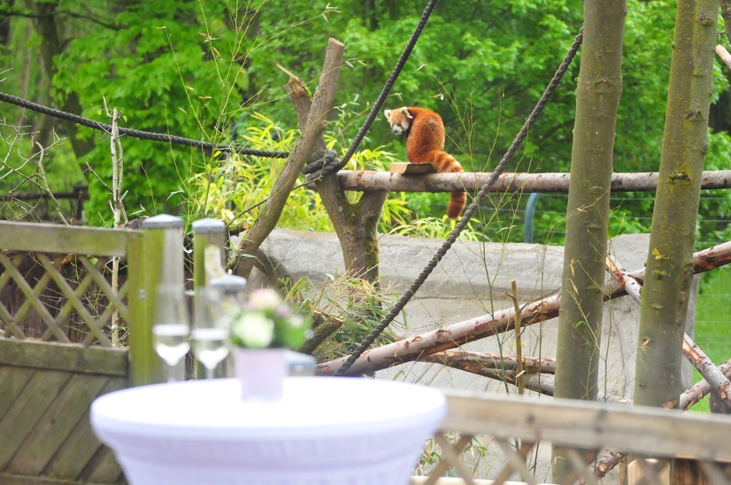 Im Vordergrund des Bildes ein gedeckter Stehtisch für ein Event im Allwetterzoo. Im Hintergrund sitzt ein kleiner roter Panda auf einem Ast