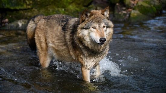 Timberwolf steht im Wasser