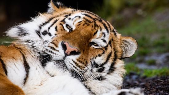 Tiger liegt auf dem Rücken und schaut in die Kamera
