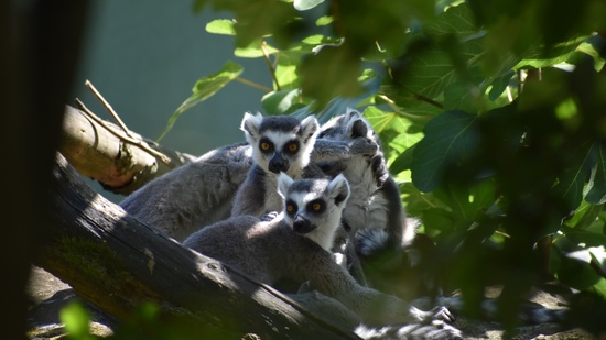 Kattas auf einem Ast umgeben von Blättern