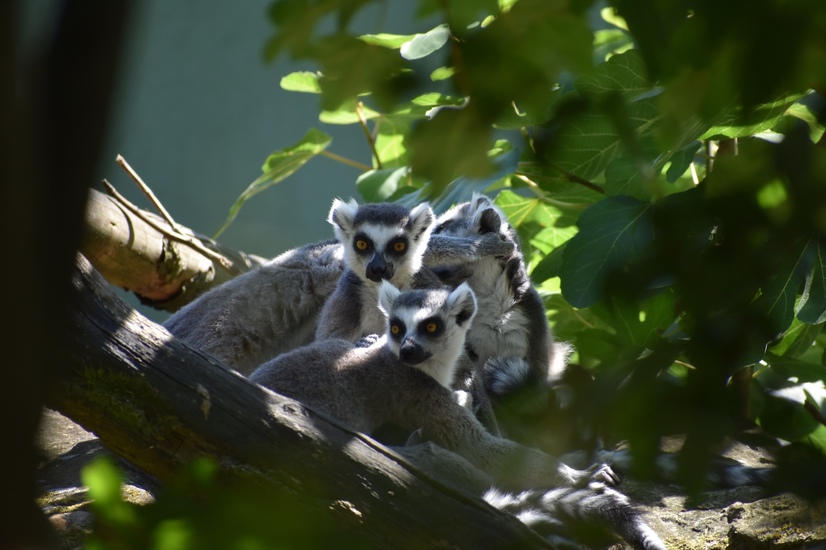 Kattas auf einem Ast umgeben von Bl&auml;ttern