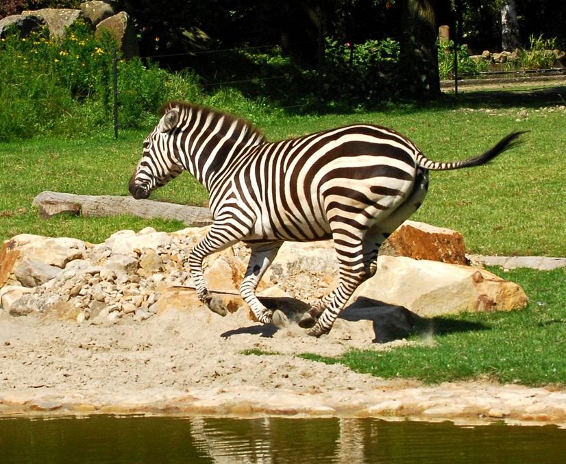 Ein rennendes Zebra im Zoogehege