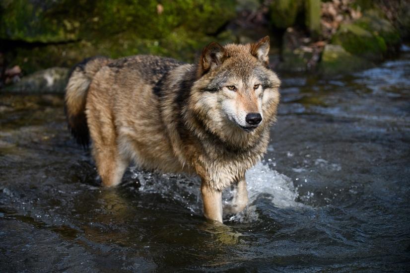 Timberwolf steht im Wasser