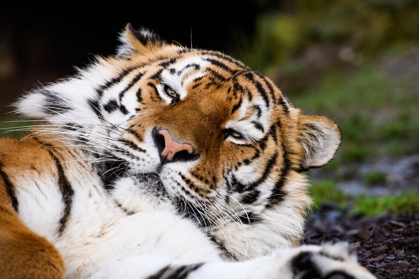 Tiger liegt auf dem R&uuml;cken und schaut in die Kamera