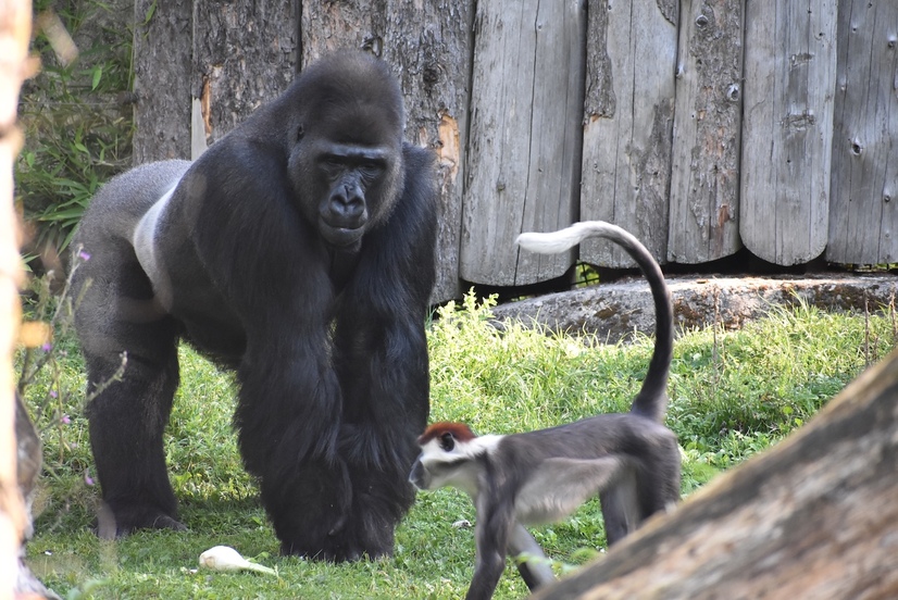 Gorilla steht in seinem Gehege im Allwetterzoo. Im Vordergrund läuft ein kleinerer Affe