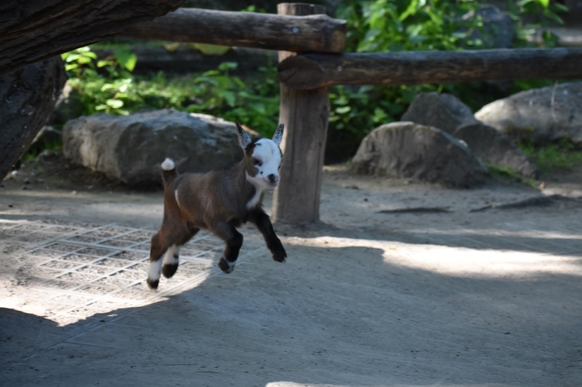 Ziegenjunges springt im Gehege vom Allwetterzoo