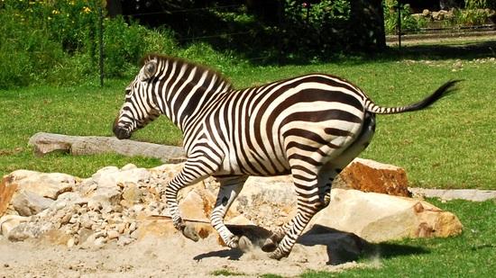 Ein rennendes Zebra im Zoogehege