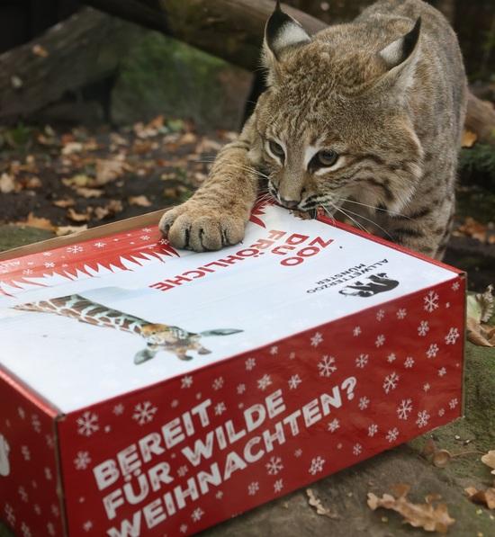 Eine rot-weiße Weihnachtsbox vom Allwetterzoo liegt auf Steinen. Ein Luchs legt eine Pfote darauf und beißt in die Kiste