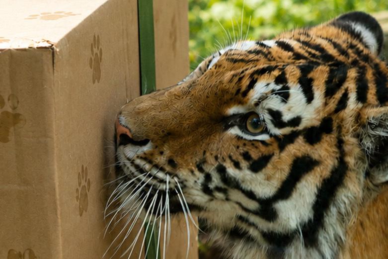 Tiger Raya mit Geschenk Ein großer Karton mit aufgedruckten Pfoten und einem grünen Geschenkband. Daneben ist Tigerin Raya und beschnüffelt das Geschenk