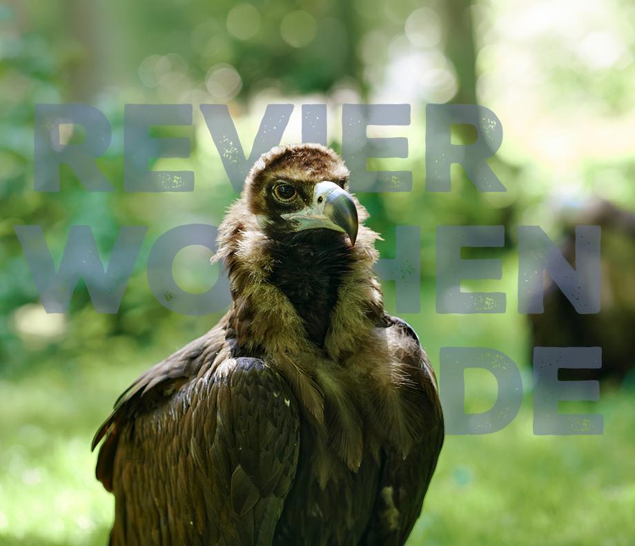 Das Bild eines G&auml;nsegeiers. Im Hintergrund steht "Revierwochenende"