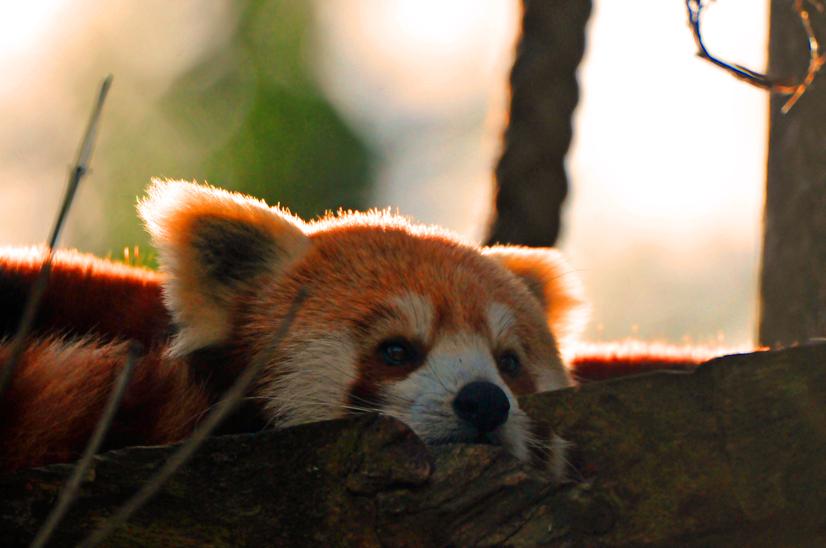 Roter Panda am Abend Ein Roter Panda liegt auf einer Holzplattform und wird von Abendlicht angestrahlt
