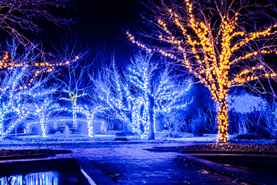 Beleuchtete Bäume in Blau und Orange mit Lichterketten bei den XMAS Lights Münster