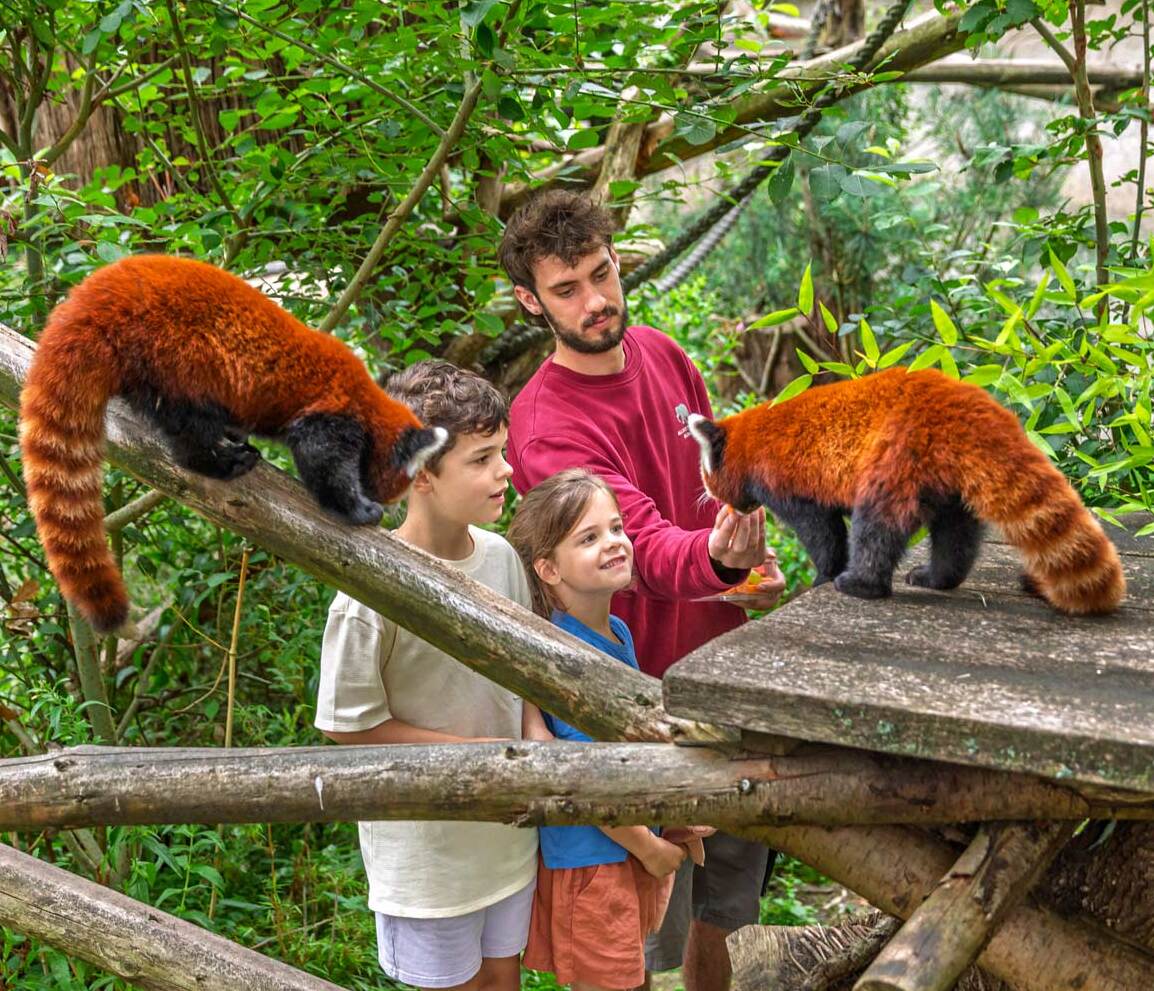Kinder mit einem Tierpfleger im Gehege der roten Pandas bei einem Schnuppertag im Allwetterzoo Münster
