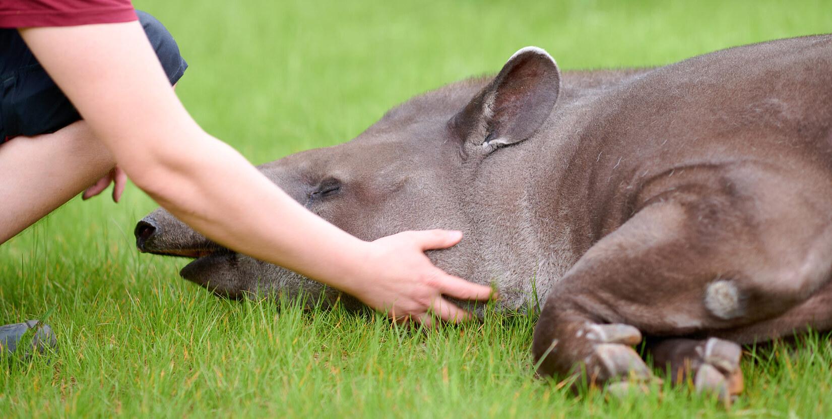 Ein Tierpfleger krault einen Flachlandtapir am Hals