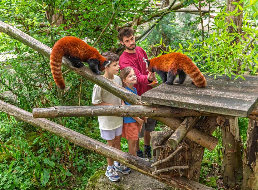 Kinder mit einem Tierpfleger im Gehege der roten Pandas bei einem Schnuppertag im Allwetterzoo Münster